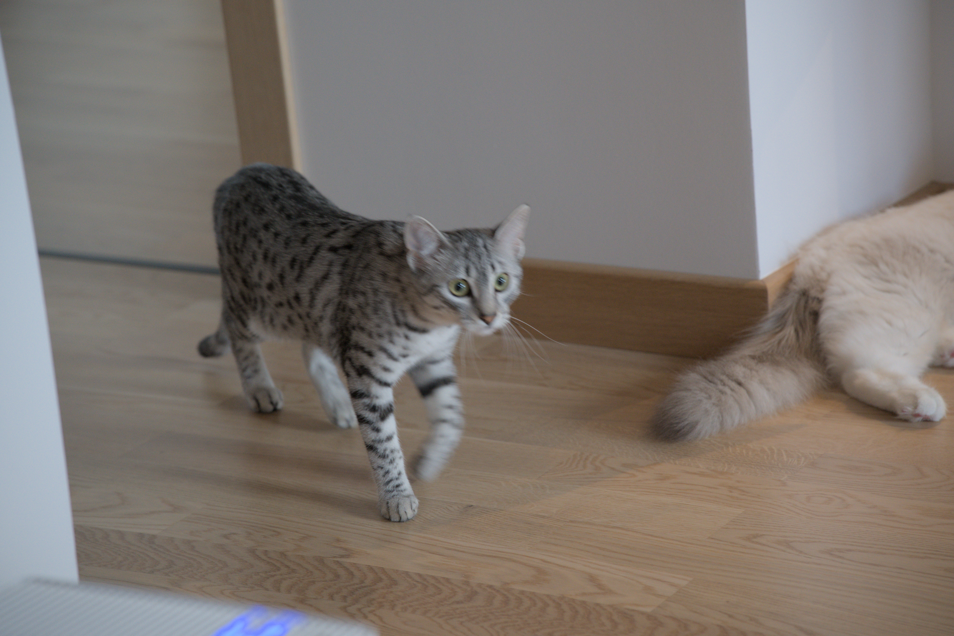 2025/10/12 - cats/DSC_0013.jpg